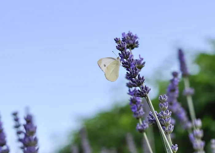 Sisters-homes Vidovici 11 *